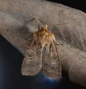 Skyggefly (Rusina ferruginea)