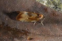 Skumringsvikler (Eulia ministrana)