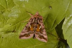 Rødbrunt metallfly (Autographa jota)