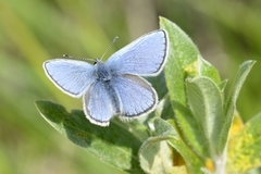 Idasblåvinge (Plebejus idas)