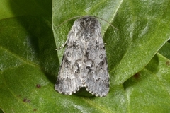 Broket kveldfly (Acronicta auricoma)