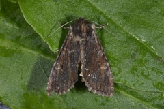 Kileengfly (Apamea crenata)