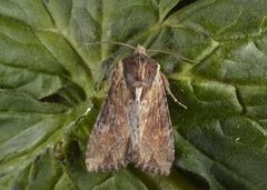 Kileengfly (Apamea crenata)