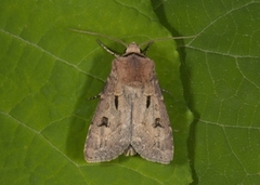 Åkerjordfly (Agrotis exclamationis)