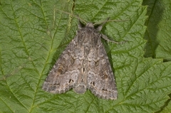 Vinkelhakefly (Polia bombycina)