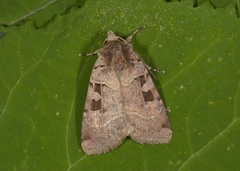 Triangelbakkefly (Xestia triangulum)