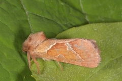 Rød roteter (Triodia sylvina)