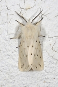 Punkttigerspinner (Spilosoma lubricipeda)