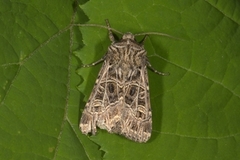 Nettnellikfly (Sideridis reticulata)