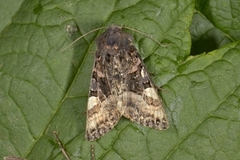 Lyktebærerfly (Euplexia lucipara)