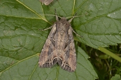 Brunt lundfly (Lacanobia suasa)