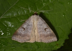 Engvikkefly (Lygephila pastinum)