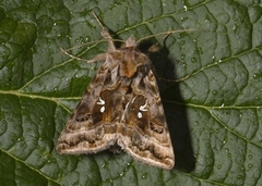 Fiolettbrunt metallfly (Autographa pulchrina)