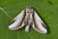 Bjørketannspinner (Pheosia gnoma)