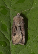 Åkerjordfly (Agrotis exclamationis)