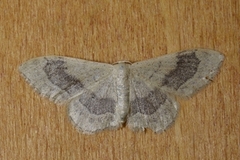 Vinkelengmåler (Idaea aversata)