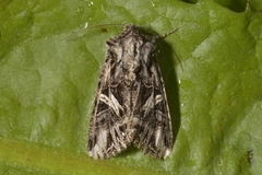 Fiolett heifly (Anarta colletti)