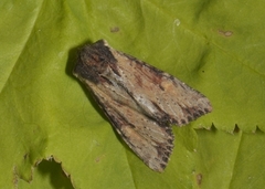 Kileengfly (Apamea crenata)