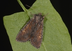 Kileengfly (Apamea crenata)