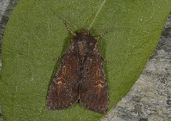 Kileengfly (Apamea crenata)