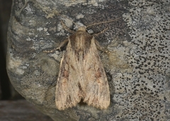 Kileengfly (Apamea crenata)