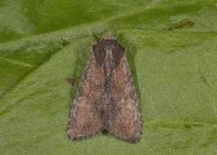 Kileengfly (Apamea crenata)