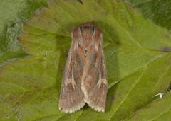 Gressmarkfly (Cerapteryx graminis)