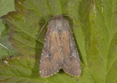 Teglrødt engfly (Apamea lateritia)