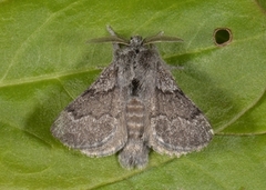 Hagtornspinner (Trichiura crataegi)