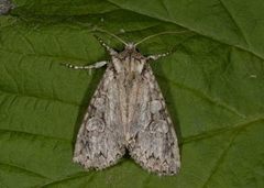 Grått hakefly (Polia nebulosa)