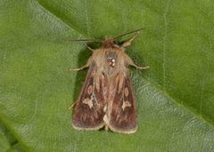 Gressmarkfly (Cerapteryx graminis)