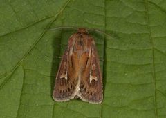 Gressmarkfly (Cerapteryx graminis)