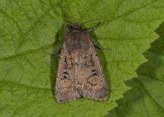 Krattfly (Graphiphora augur)