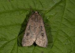 Krattfly (Graphiphora augur)