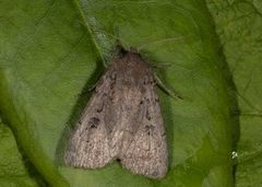 Krattfly (Graphiphora augur)