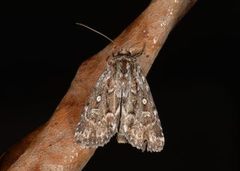 Røsslyngfly (Lycophotia porphyrea)