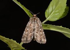 Røsslyngfly (Lycophotia porphyrea)