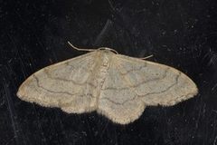 Vinkelengmåler (Idaea aversata)