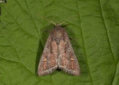 Hagelundfly (Lacanobia oleracea)