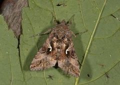 Fiolettbrunt metallfly (Autographa pulchrina)