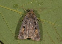 Rødfrynset teglfly (Diarsia brunnea)