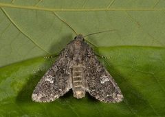 Kålfly (Mamestra brassicae)