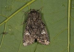 Kålfly (Mamestra brassicae)