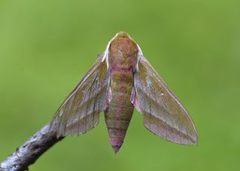 Stor snabelsvermer (Deilephila elpenor)