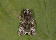 Askekveldfly (Craniophora ligustri)