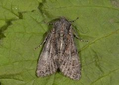 Brunt lærfly (Mniotype adusta)