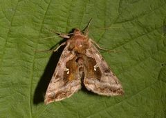 Rødbrunt metallfly (Autographa jota)