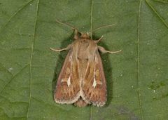 Gressmarkfly (Cerapteryx graminis)