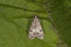 Skogmosemott (Eudonia lacustrata)