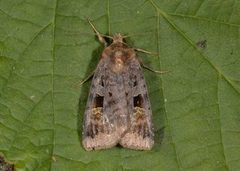 Rødfrynset teglfly (Diarsia brunnea)